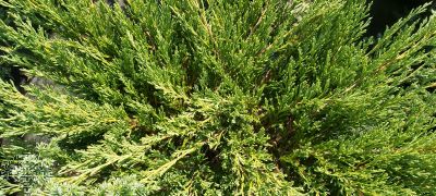 Juniperus hor. 'Andorra Compact'