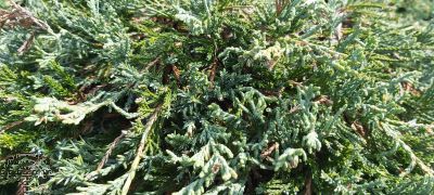 Juniperus hor. 'Wiltonii'