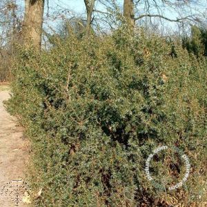 Juniperus com. 'Hornibrookii'