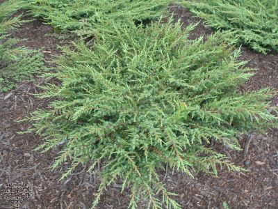 Juniperus com. 'Green Carpet'