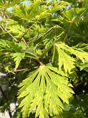 Acer japonicum  'Aconitifolium'