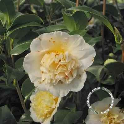 Camellia j. 'Brushfield's Yellow'