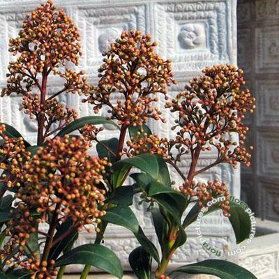 Skimmia japonica 'Rubinetta'