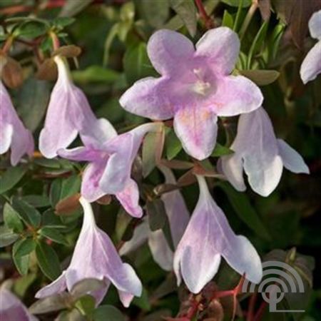 Abelia grandiflora 'Pinky Bells Lynn'®