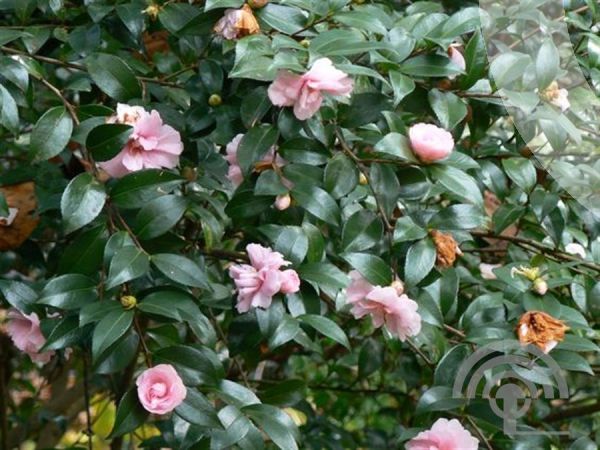 Camellia sas. `Maiden Blush`