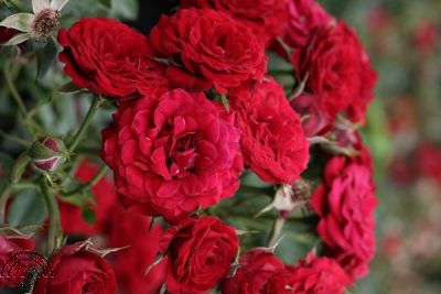 Rosa (M) 'Little Red Beauty'
