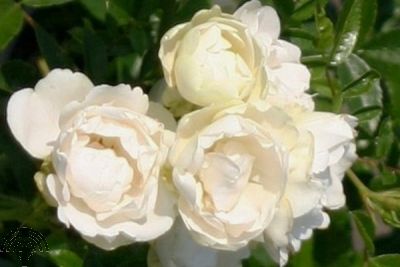Rosa (P) 'White Morsdag'