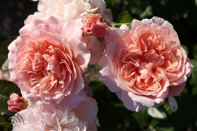 Rosa (K) 'Rose de Tolbiac'® 