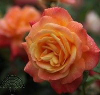 Rosa (K) 'Shining Beauty'