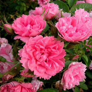 Rosa (R) 'Pink Grootendorst'