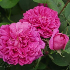 Rosa (HRp) 'Rose de Rescht'