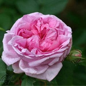 Rosa (HRp) 'Comte de Chambord'