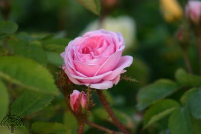Rosa (HRc) centifolia 'Muscosa'