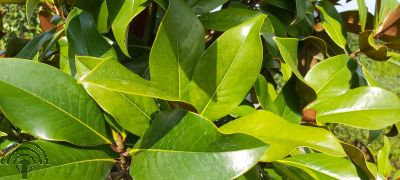 Magnolia grand. 'Galissonière'