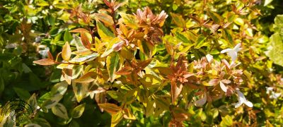 Abelia grandiflora 'Kaleidoscope'® 