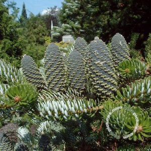 Abies koreana