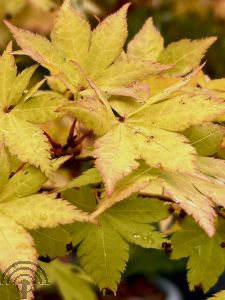 Acer pal. 'Summer Gold'