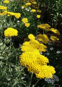 Achillea fil. 'Cloth of Gold'