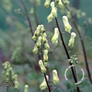 Aconitum lamarckii