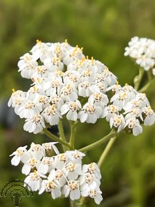 Achillea mil. 'White Beauty'