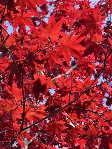 Acer pal. 'Bloodgood'