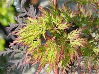 Acer pal. 'Emerald Lace'