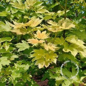 Acer pseud. 'Spring Gold'