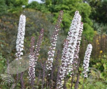 Actaea simp. 'White Pearl' (=CISWPEAR)