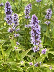 Agastache 'Blue Fortune'