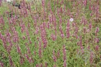 Agastache 'Linda'