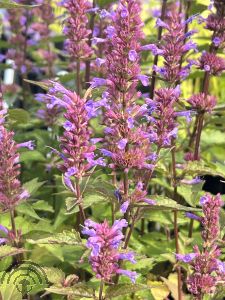 Agastache 'Purple Haze'