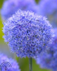 Allium caeruleum