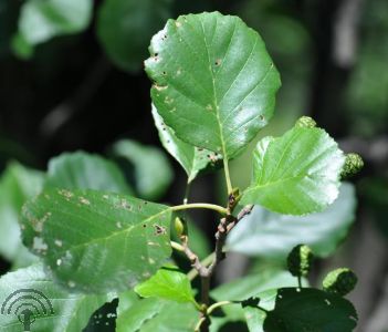 Alnus glutinosa 'Pyramidalis'