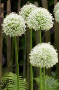 Allium 'Mount Everest'