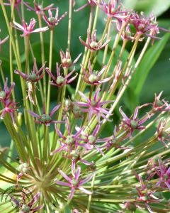 Allium 'Spider'