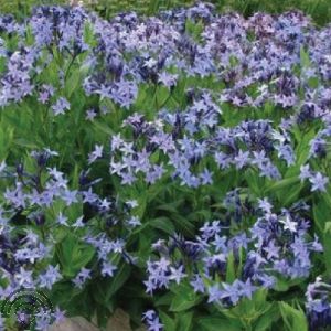 Amsonia 'Blue Ice'