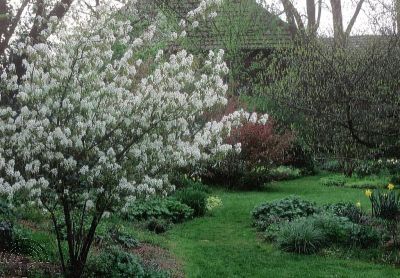 Amelanchier ovalis