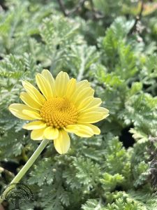 Anthemis hyb. 'Sauce Hollandaise'