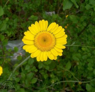 Anthemis tinctoria