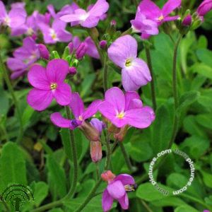 Arabis blepharophylla