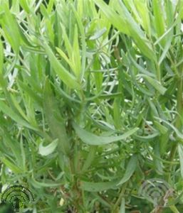 Artemisia dracunculus 'Senior'