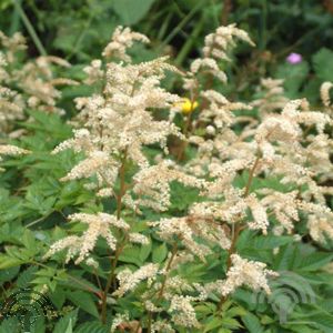 Aruncus 'Horatio'