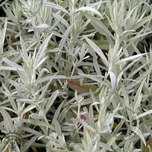 Artemisia lud. 'Silver Queen'
