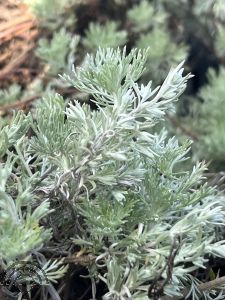 Artemisia schmidtiana 'Nana'