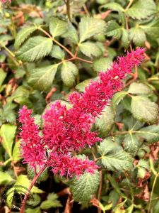 Astilbe (A) 'Fanal'