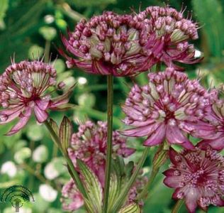 Astrantia maj. 'Abbey Road'