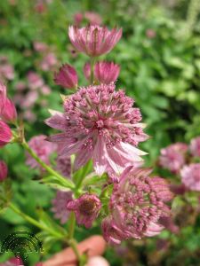 Astrantia maj. 'Pink Pride'