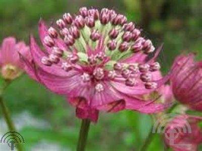 Astrantia maj. 'Primadonna'