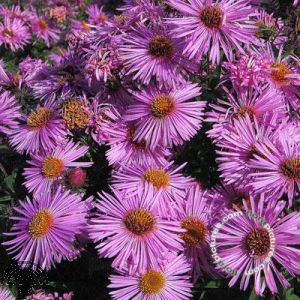 Aster n.-a. 'Barr's Pink'