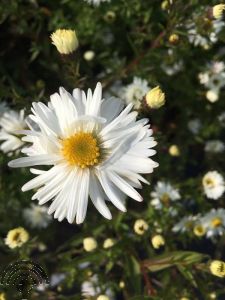 Aster n.-b. 'White Ladies'